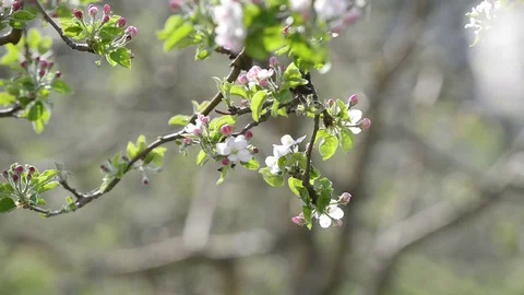 Apple flowers in spring Stock Footage 129182163