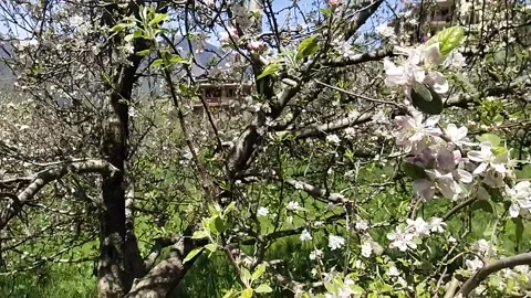 Apple flowers spring Stock Footage 238738940