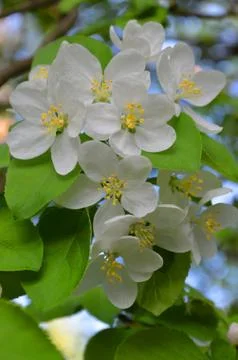 Apple flowers in spring Stock Photos