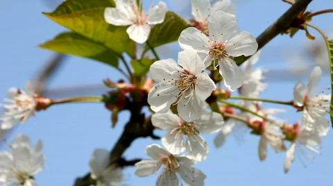 Apple Flowers on the spring wind Stockbeeldmateriaal 452145