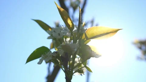 Apple flowers with sunray Stock Footage 84189599