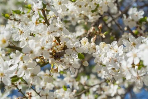 Apple flowers tree spring time Foto stock