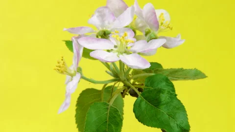 Apple flowers on yellow Stock Footage 125026015