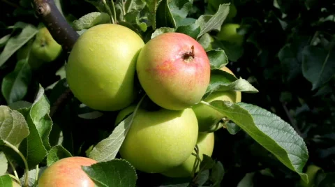 Apple Video stock 506317