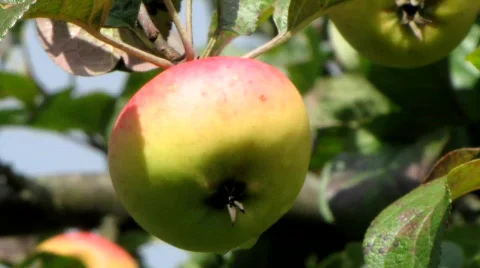 Apple Stock-Footage 845388