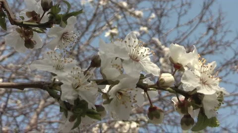 Apple Stock Footage 2974478
