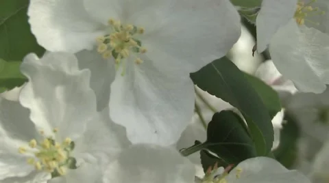 Apple Video stock 5297116