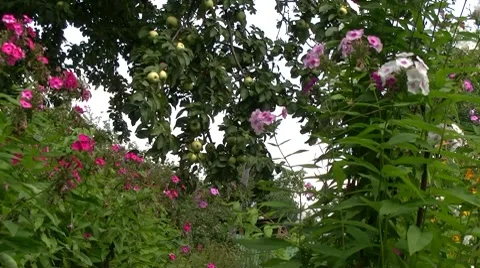 Apple Stock Footage 8600886