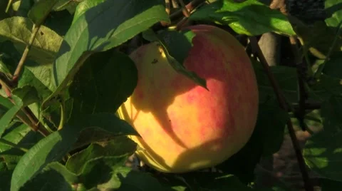 Apple Video stock 8682889