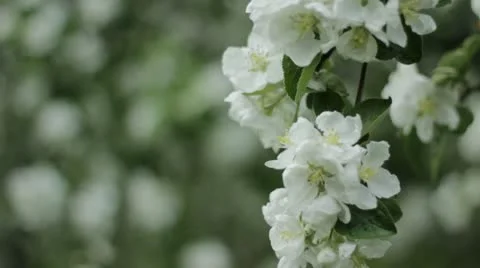 Apple Video stock 10992096