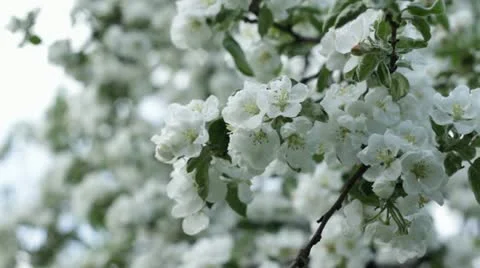 Apple Video stock 10992125