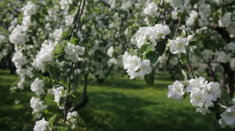 Apple Video stock 10992152