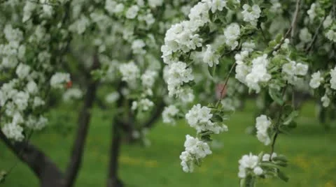 Apple Video stock 10992156