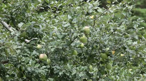 Apple Stock Footage 11899095