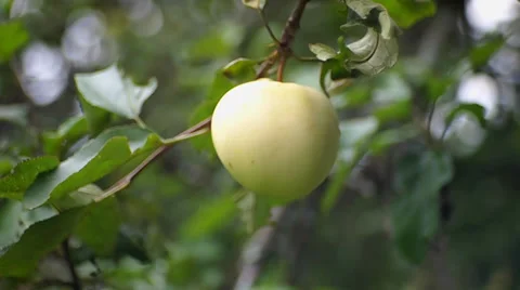 Apple Stock Footage 29534461