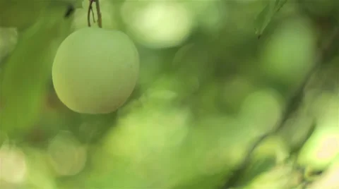 Apple Stock Footage 30644958