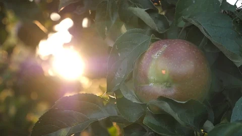 Apple Stock Footage 95205593