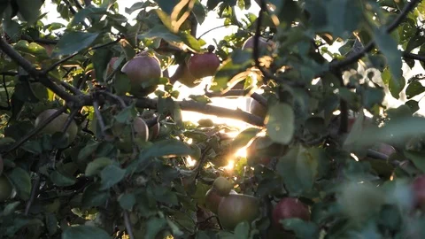 Apple Stock Footage 95205658