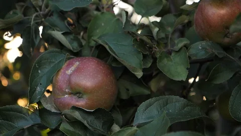 Apple Stock Footage 95205779