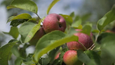 Apple Stock Footage 95205950