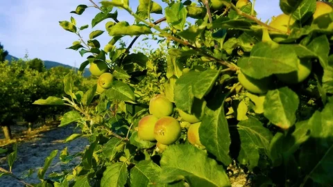 Apple Stock Footage 109458950