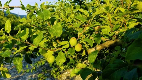 Apple Stock Footage 109459090