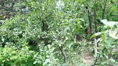 Apple Stock Footage 202147183