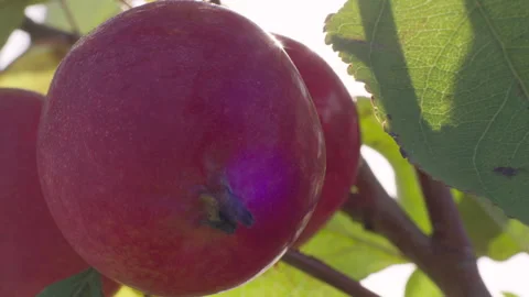 Apple Stock Footage 265504275