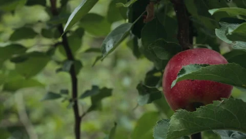 Apple 库存影片 318179311