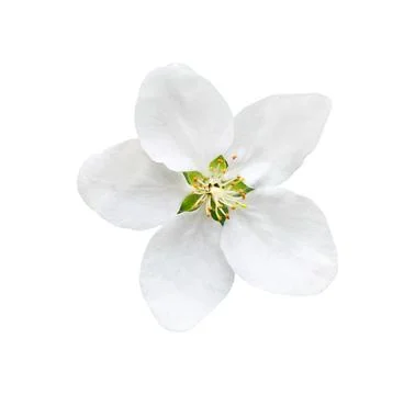 Apple Fower Tree CLose-UP Stock Photos