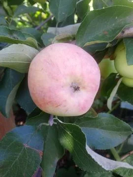 Apple freshness Stockfoto's