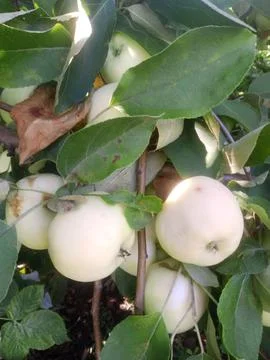 Apple freshness Stockfoto's