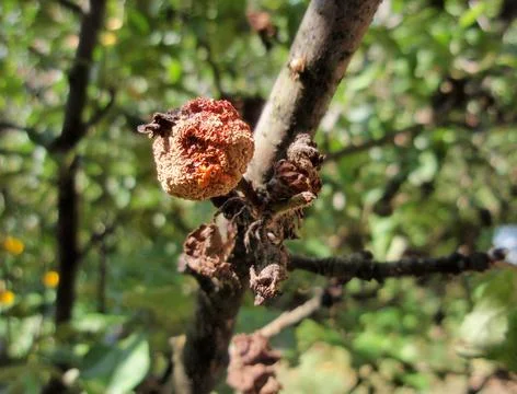 Apple fruit affected by gray rot Foto stock
