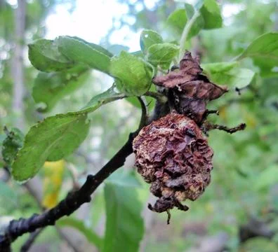 Apple fruit affected by gray rot Stock Photos
