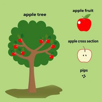 Apple fruit and pips Stock Illustration