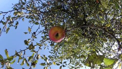 Apple fruit, apple tree, sun, sunlight on autumn day - panorama 160 Stock Footage