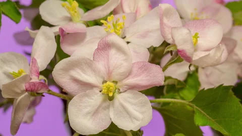 Apple Fruit Blossom Timelapse Rotating on Purple Stock Footage 194752757