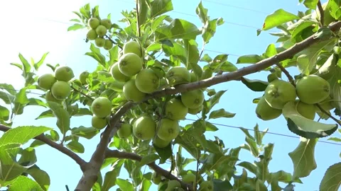 Apple Fruit On The Branch In Organic Orchard 스톡 동영상 203839265