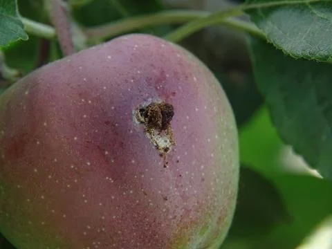 Apple fruit damaged by pest – close‑up of insect infestation 스톡 사진