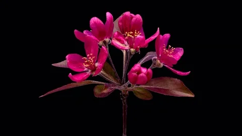 Apple fruit flower blooming time lapse isolated with alpha Stock Footage 74218591