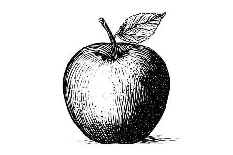 Apple fruit hand drawn ink sketch. Engraved style vector illustration. Illustrazione stock