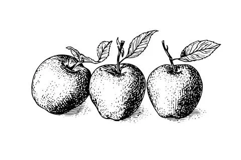 Apple fruit hand drawn ink sketch. Engraved style vector illustration. Stock Illustration