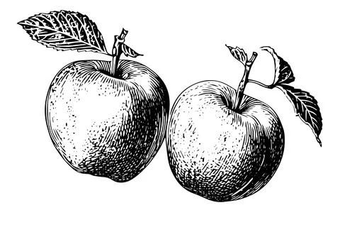 Apple fruit hand drawn ink sketch. Engraved style vector illustration. Illustrazione stock
