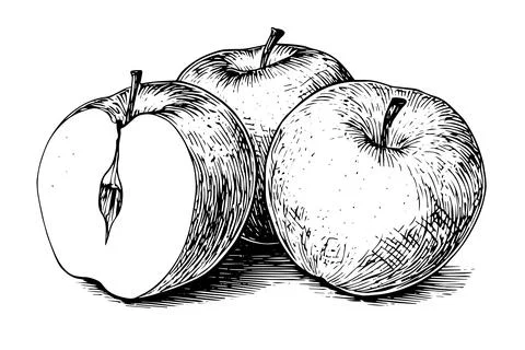 Apple fruit hand drawn ink sketch. Engraved style vector illustration. Stock Illustration