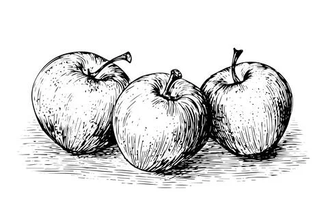 Apple fruit hand drawn ink sketch. Engraved style vector illustration. Stock Illustration