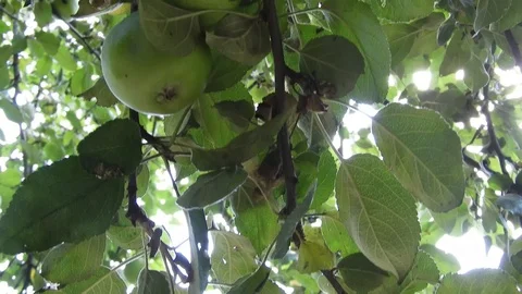 Apple fruit hanging on tree, 4k Stock Footage 99965294