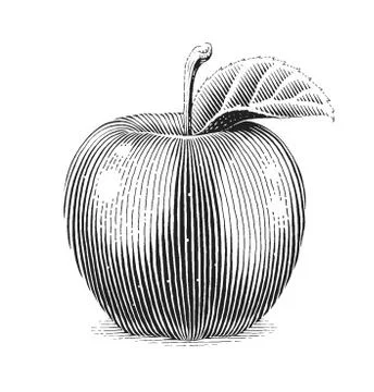 Apple fruit with leaf. Scratch board style. Organic healthy food. Eps10 vecto Stock-Illustration