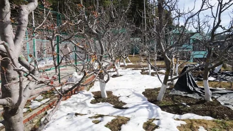 Apple fruit orchard in winter with bare branches and white snow cover Vídeos de archivo 333616000