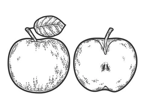 Apple fruit. set whole half, cut. Sketch scratch board imitation. Black and Stock Illustration