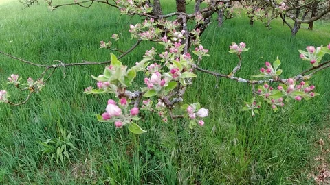 Apple fruit tree branch with flowers in spring Stock Footage 129608531